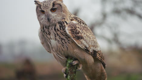 close-up of an eagle owl