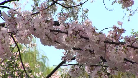 flores de cerezo soplan suavemente con el viento en washington dc
