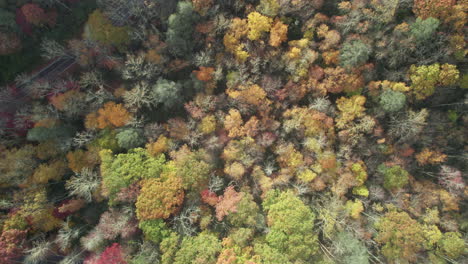 descending drone shot through the clouds of the fall colors in the mountains