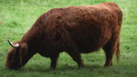 big highland cattle cows graze on a summer pasture green grass