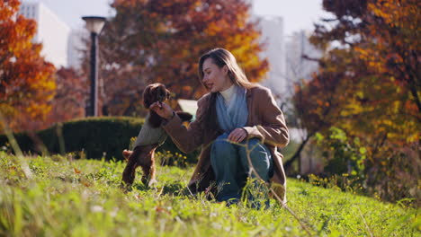 woman playing with her adorable brown poodle in a beautiful autumn park