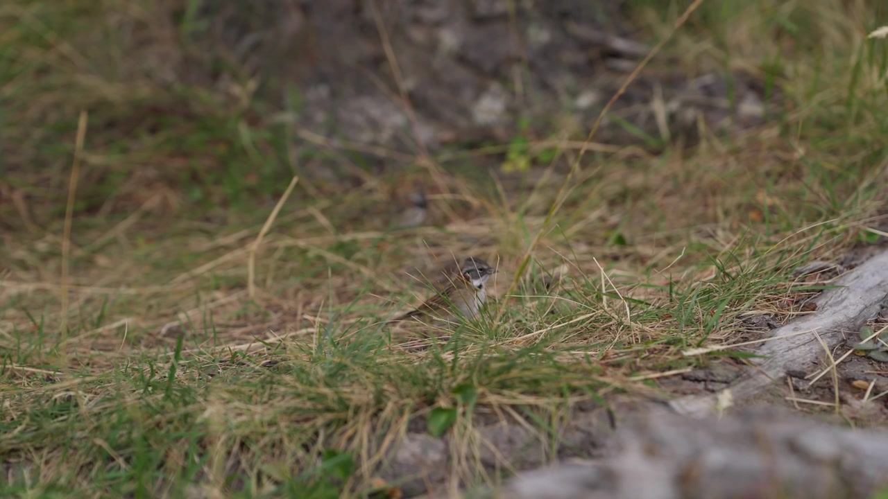Small ground dwelling bird concealed within grassland El Chaltén, Santa Cruz, Argentina, featuring cryptic plumage and natural camouflage behavior in subantarctic Patagonian habitat slow handheld shot