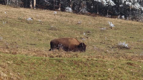 Gran-Búfalo-Animal-De-Bisonte-Marrón-Dando-Un-Paseo-Por-Una-Tierra-De-Hierba-En-Un-Hábitat-Natural-Rodeado-De-Ciervos,-Telefoto,-Concepto-De-Conservación