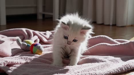 adorable white kitten playing on a pink blanket