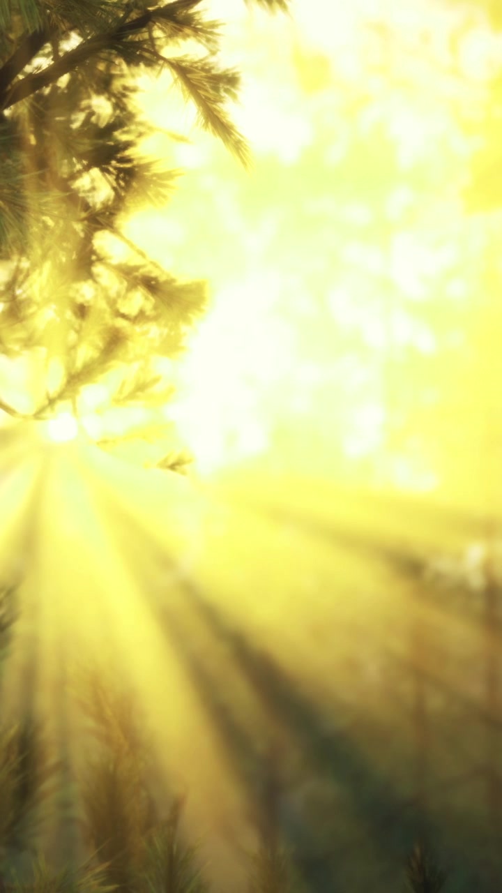 A luz do sol brilha através das árvores em um cenário natural durante o dia.