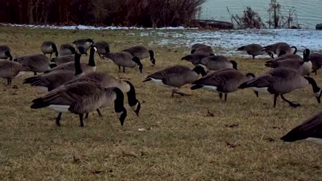 closeup of canadian geese gathered together in a public park