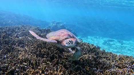 primer plano de una tortuga marina verde nadando bajo el mar azul tropical