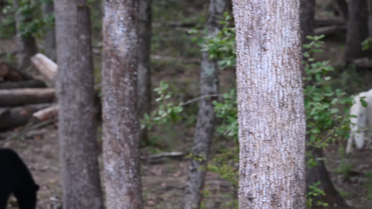 un lobo blanco polar camina sobre la tierra en un bosque con árboles y arbustos en francia