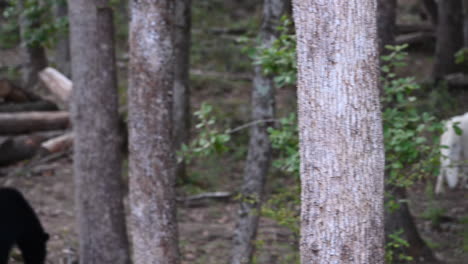 Ein-Polarweißer-Wolf-Läuft-Auf-Dreck-In-Einem-Wald-Mit-Bäumen-Und-Büschen-In-Frankreich