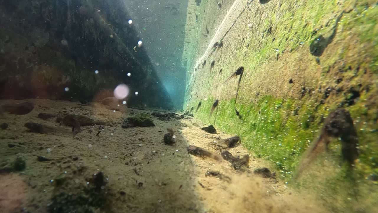 larvas de renacuajo o rana nadando en cámara lenta bajo el agua