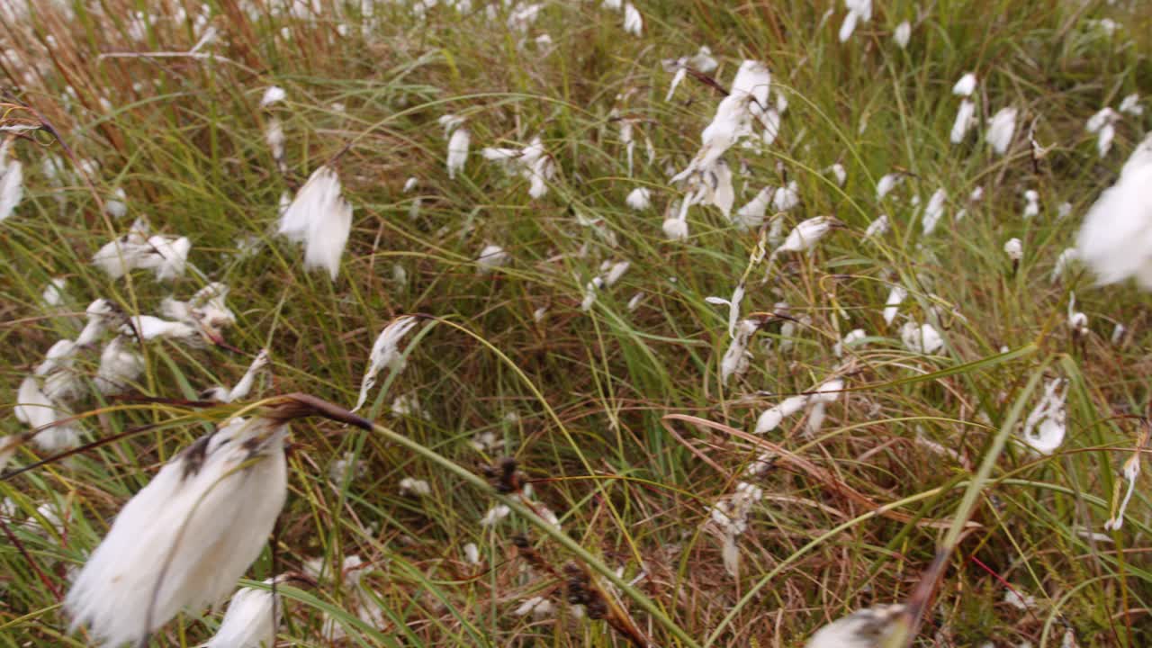 Panning shot of moorland Bog-Cotton plants growing on the Outer Hebrides