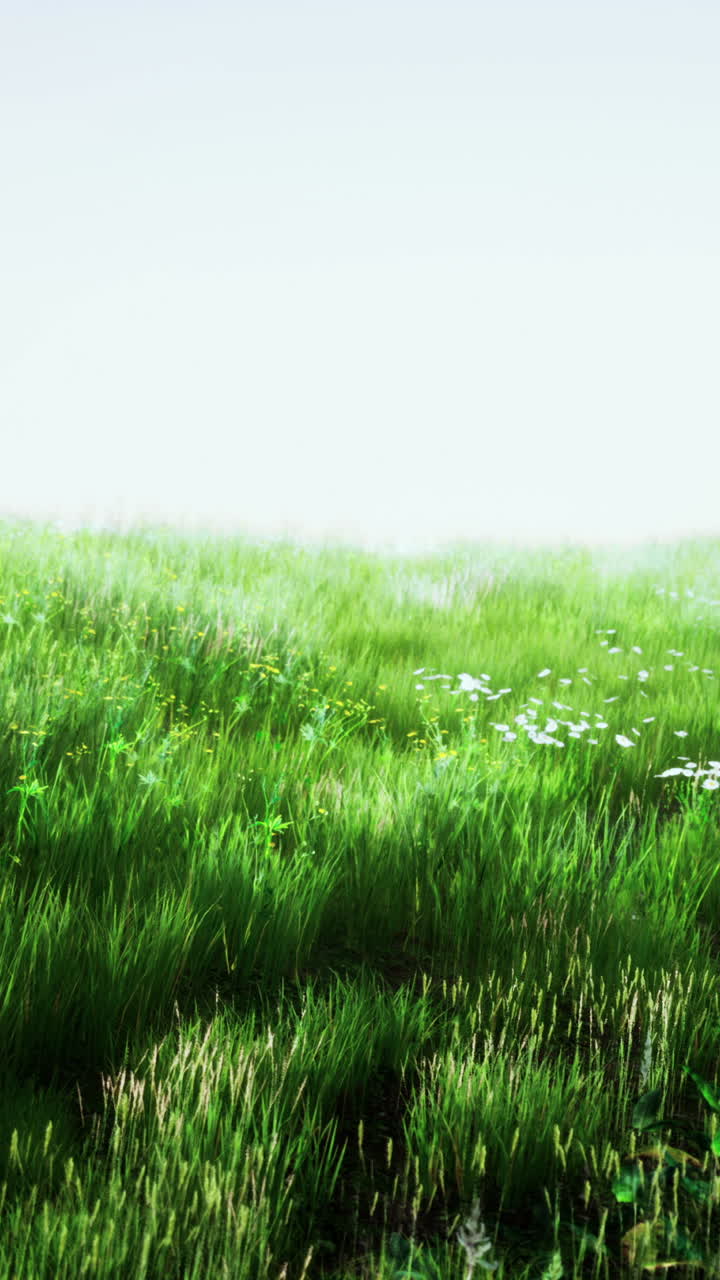 campo verde y sereno