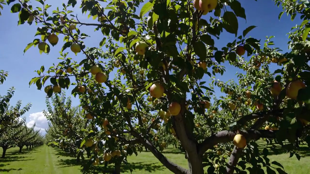 Ripe Apricots Hanging on Tree Branches in Sunny Orchard