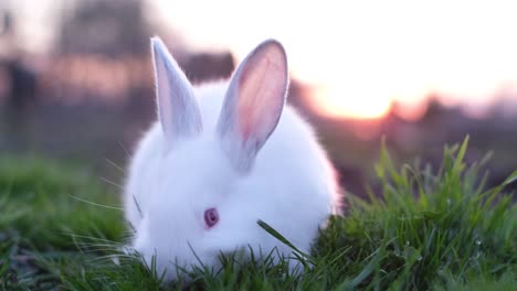 easter symbol rabbit on green grass at sunset