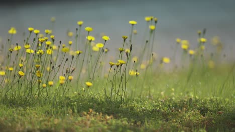 Delicadas-Flores-Amarillas-En-Sus-Tallos-Delgados-Se-Balancean-Suavemente-Con-El-Viento-En-El-Exuberante-Prado-Verde