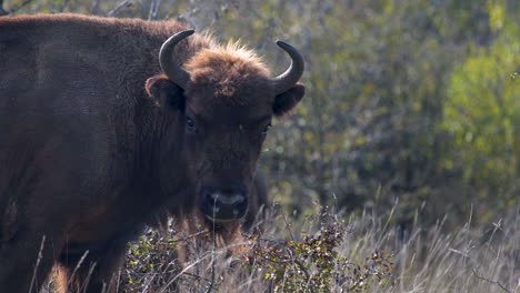 European-bison-walking-in-a-field,turning-towards-the-camera,-Czechia