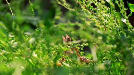 lagarto de jardín oriental hembra cazando entre plantas verdes, de cerca