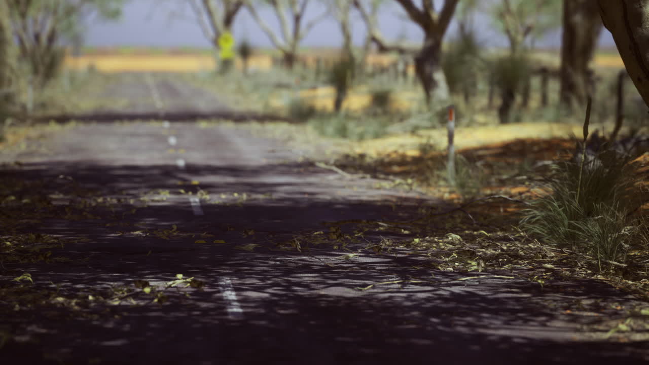 Rural road surrounded by trees during daytime in a quiet countryside setting