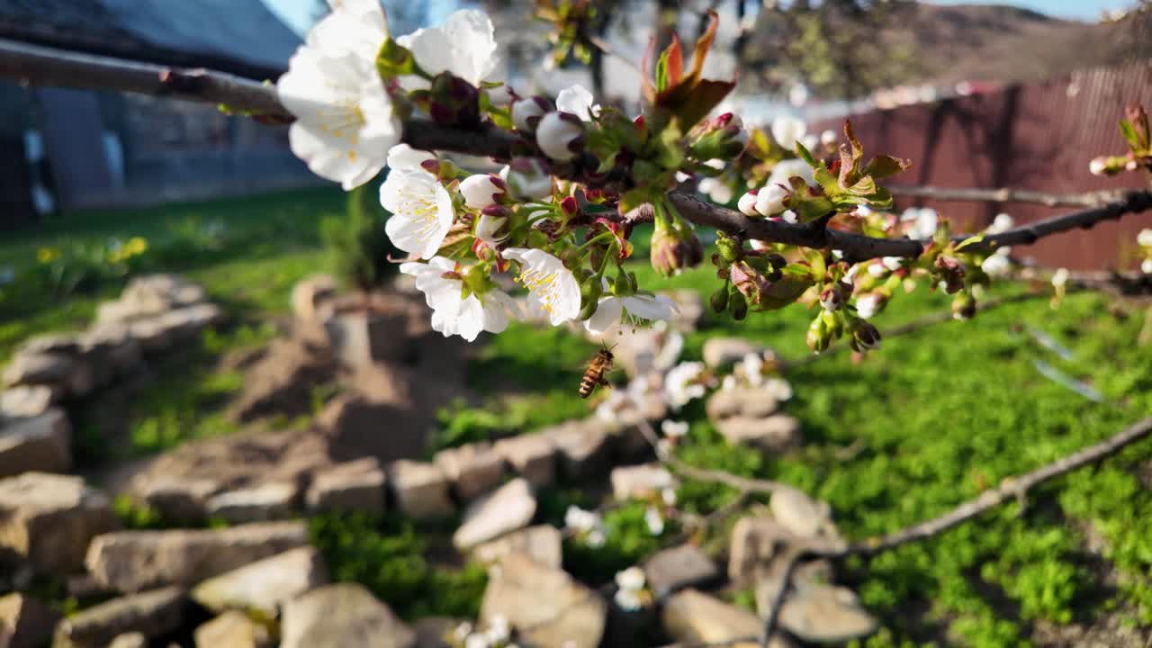 Bee collecting pollen from cherry tree in garden