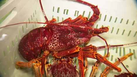 Freshly-caught-Southern-Rock-Lobster-from-South-Australia