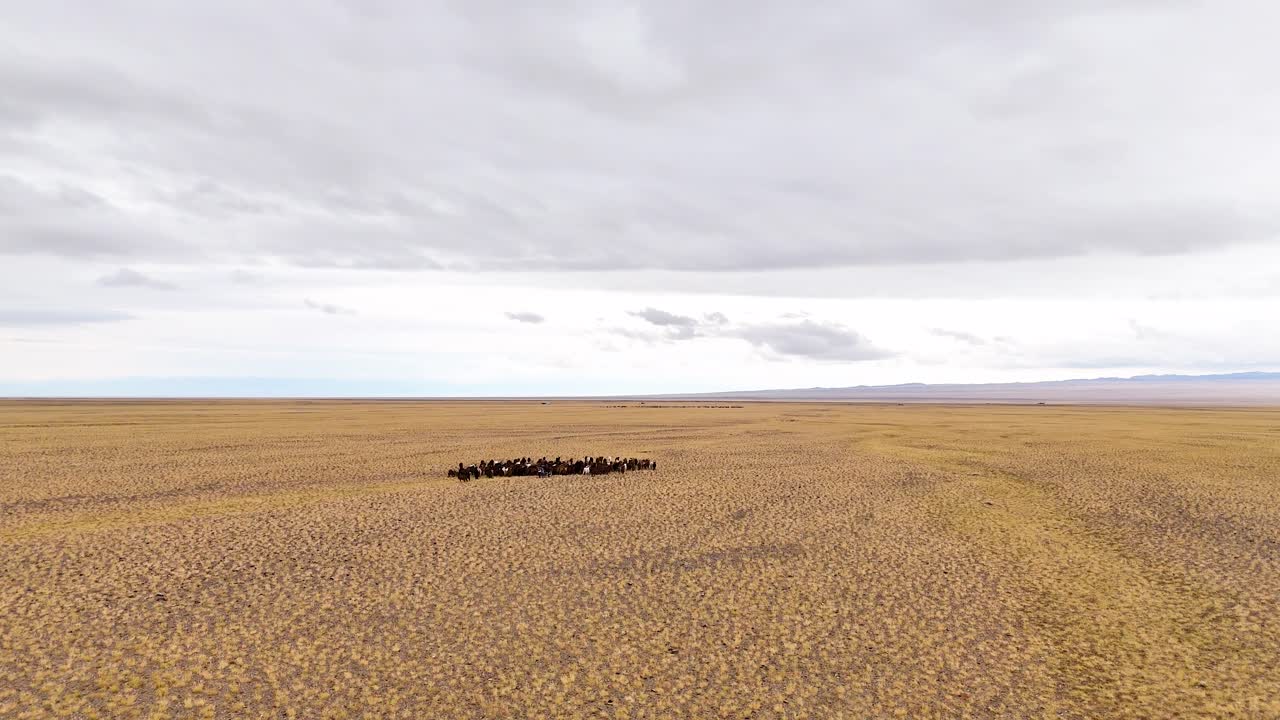 An aerial left-sliding shot captures a herd of cattle, goats, and sheep moving across a vast, remote desert landscape in Mongolia.