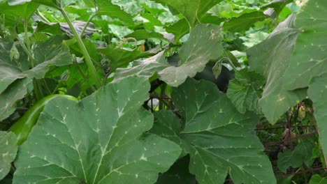 Pumpkin-leaf-home-garden-pan-medium-shot-120fps