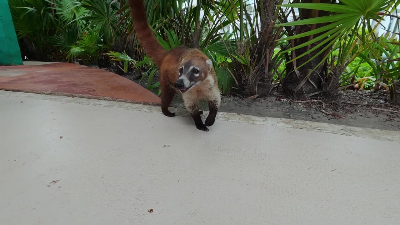 Un coati curioso si avvicina alla telecamera in cerca di cibo. Rallentato a metà velocità.