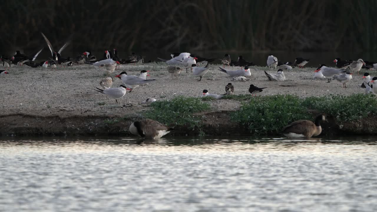 Hungry Black Skimmer chick opens mouth wide as mom approaches. Large Colony Of Skimmer Birds Nesting, Feeding, And Breeding. San Joaquin Marsh And Wildlife Sanctuary in Irvine, California