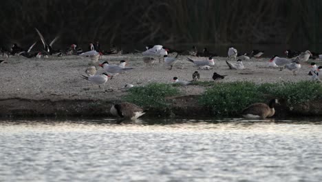 hungry black skimmer chick opens mouth wide as mom approaches. large colony of skimmer birds nesting, feeding, and breeding. san joaquin marsh and wildlife sanctuary in irvine, california