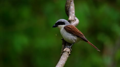 El-Alcaudón-Tigre-Obtuvo-Su-Nombre-Por-El-Patrón-De-Tigre-En-Sus-Plumas,-Ya-Que-También-Es-Un-Depredador-De-Un-Ave-Que-Se-Alimenta-De-Insectos,-Mamíferos-Muy-Pequeños-E-Incluso-Aves-De-Su-Tamaño.