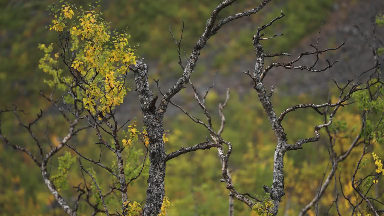 가을의  ⁇ 드라에 있는 난쟁이 버크 나무의 휘어지고  ⁇ 은 가지들