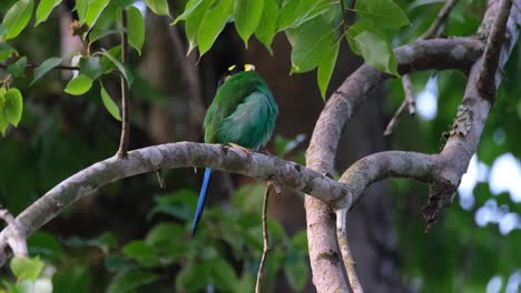 limpiando sus plumas mientras se alza en un árbol, un psarisomus dalhousiae de cola larga se rasca a sí mismo a fondo