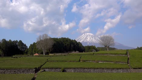 beautiful landscape with green tea field terraces and mount fuji in japan