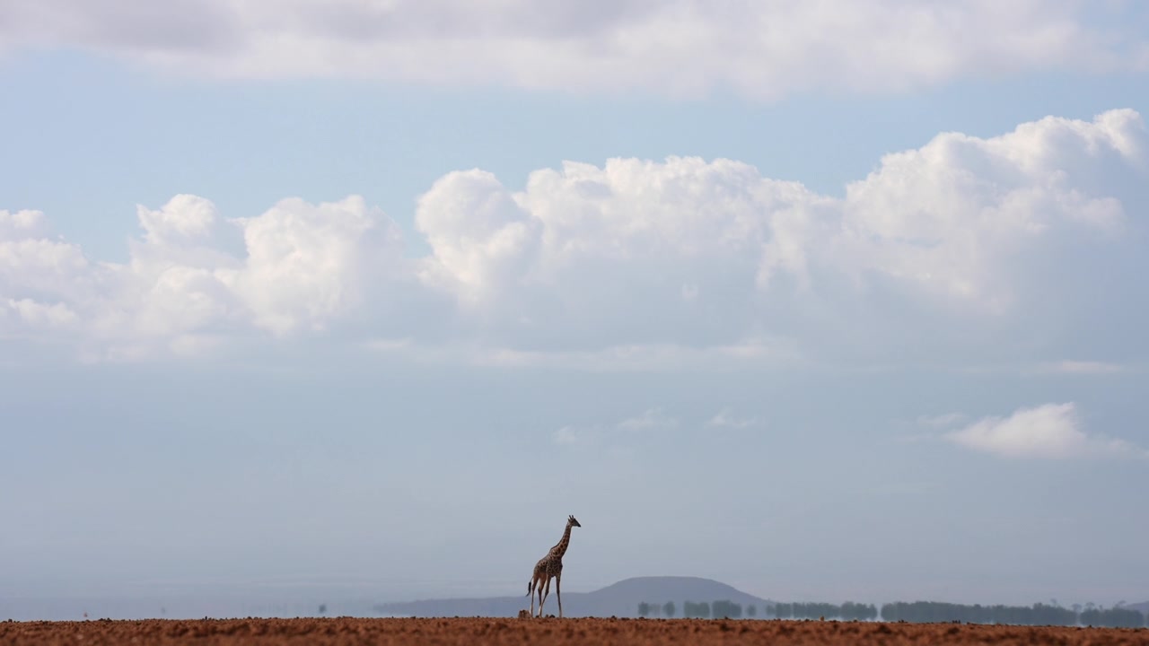Giraffa in una natura selvaggia aperta con montagne distanti e un cielo nuvoloso drammatico