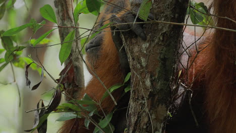 orangutan in a tree