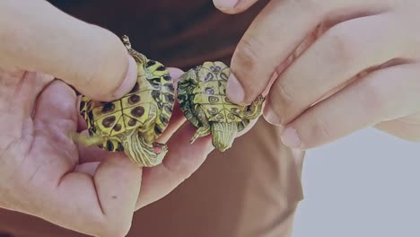 two hands gently holding and examining two hatchling red-eared slider turtles or trachemys scripta elegans to determine the gender