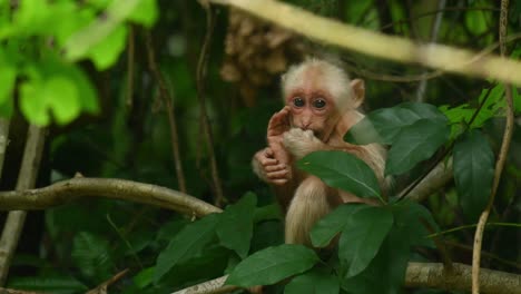 Macaco-De-Cola-De-Muñón,-Macaca-Arctoides