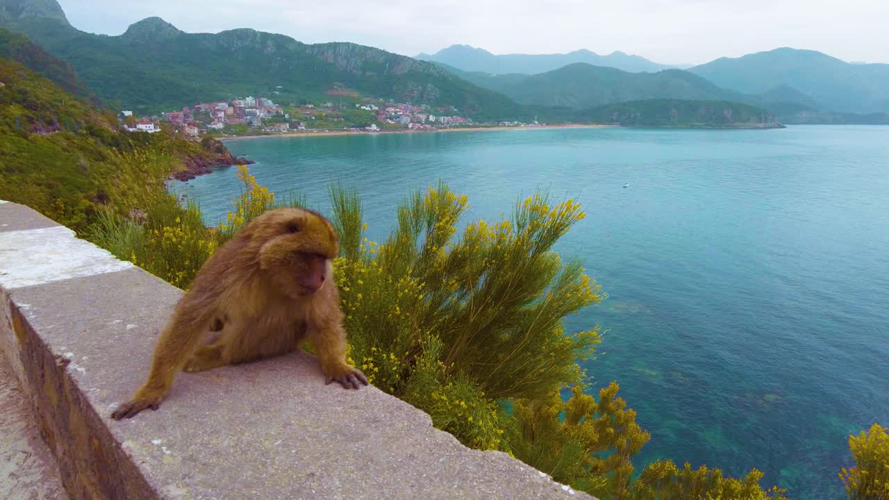 Barbary macaque munches on nuts offered by a human hand. Behind it, the dramatic cliffs of the North African Mediterranean coast rise above the deep blue sea. Jijel , Algeria