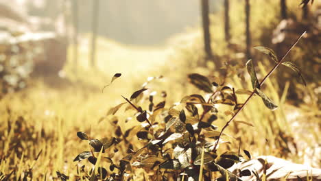 sunlight in a green forest