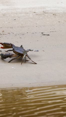 el cangrejo atraviesa la playa para llegar al borde del agua.