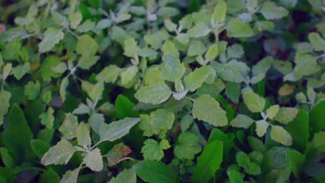 plantas verdes con rocío matutino en sus hojas, vista de arriba hacia abajo con movimiento de rotación a la izquierda, cámara lenta