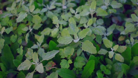 green plants with morning dew on its leaves, top down view with left rotation movement, slow motion