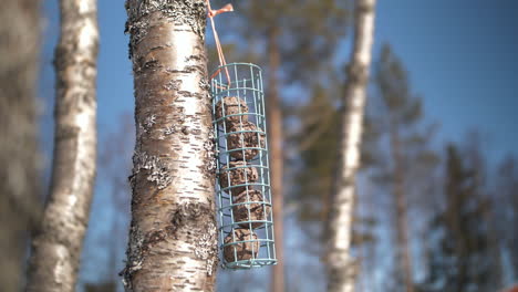 eurasian blue tit or cyanistes caeruleus landing on bird feeder pecking seeds, slow motion