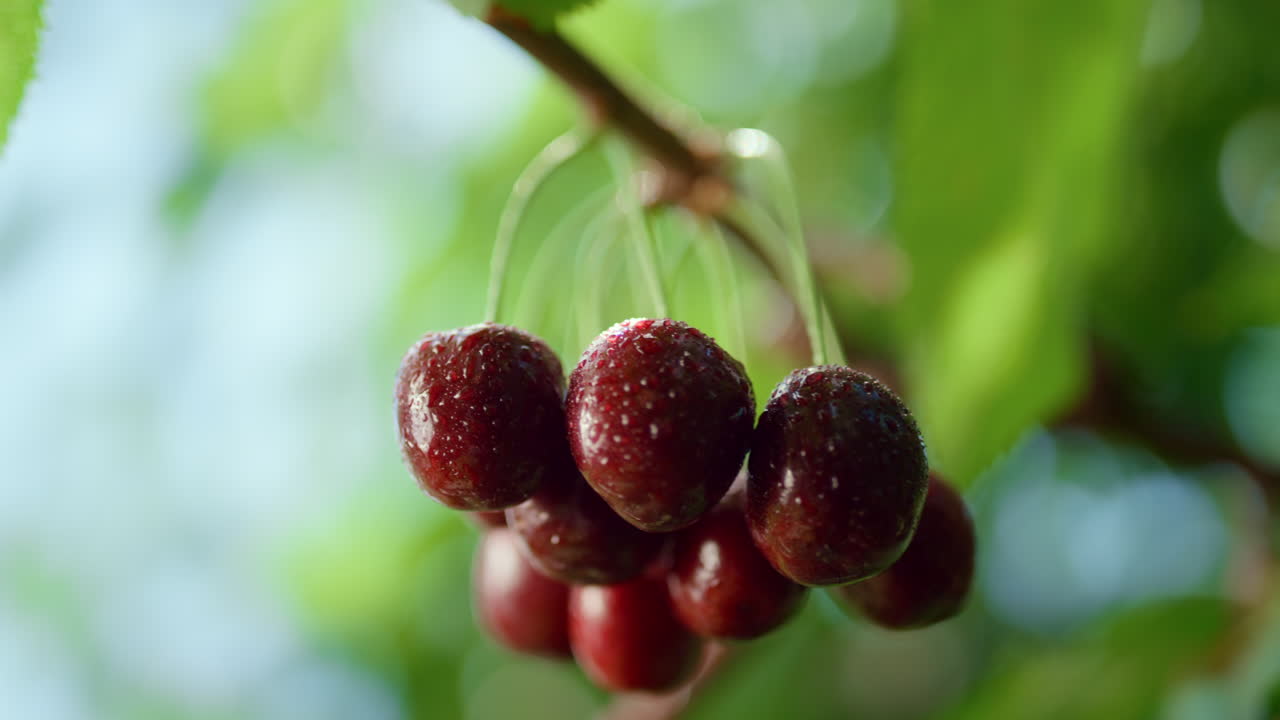 Gugusan buah ceri basah tergantung di pohon, close-up. Kesegaran pedesaan murni secara makro.