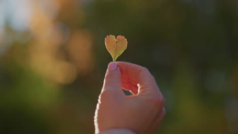close up of hand holding heart shaped leaf with sunlight filtering through, warmth radiating onto skin, bokeh blur of autumn foliage background creating romantic and serene nature atmosphere