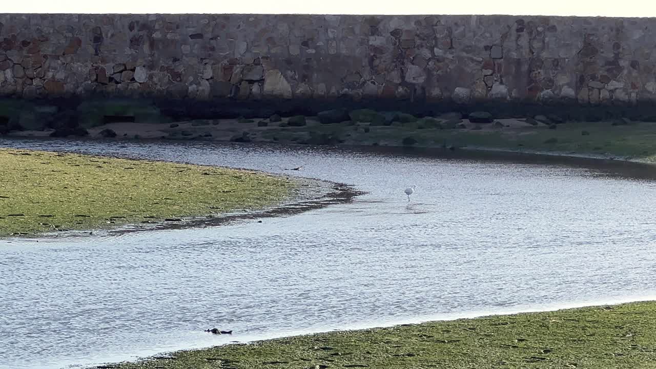 solitary heron walks through the river in search of food