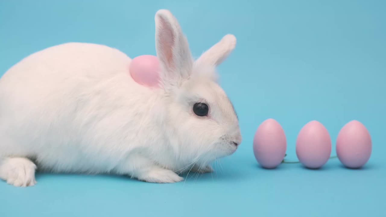 파란색 배경에 색 이스터 토끼. 토끼는 분홍색 이스터 달과 함께 앉아 있습니다.