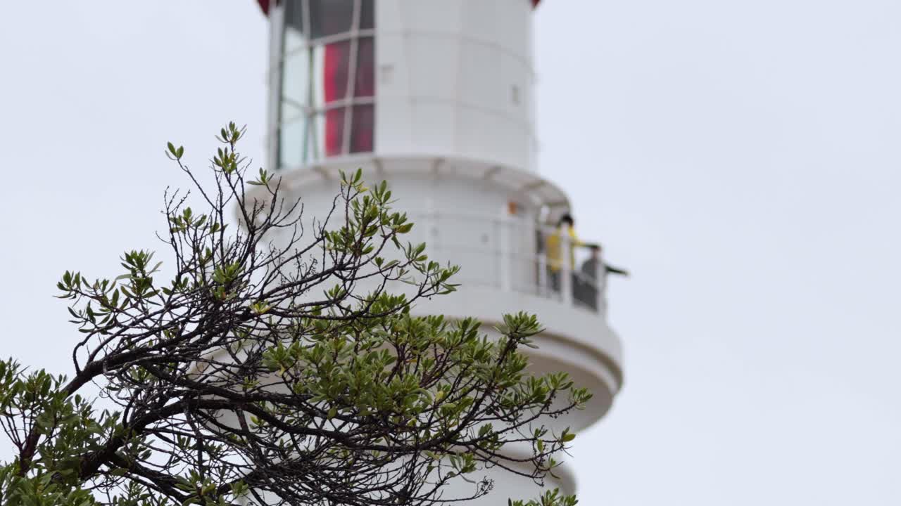 маяк за ветвями деревьев на великой океанской дороге