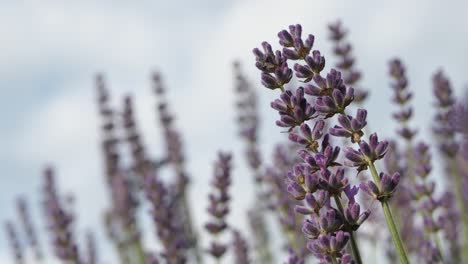 flores de lavanda de cerca