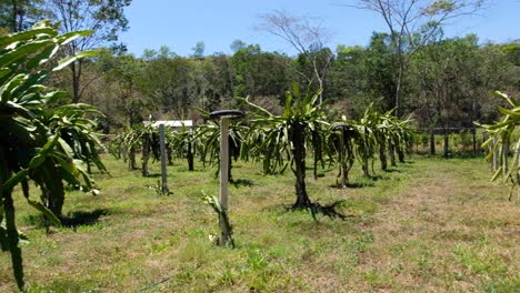 Exotic-tropical-dragon-fruit-pitahaya-cactus-trees-lined